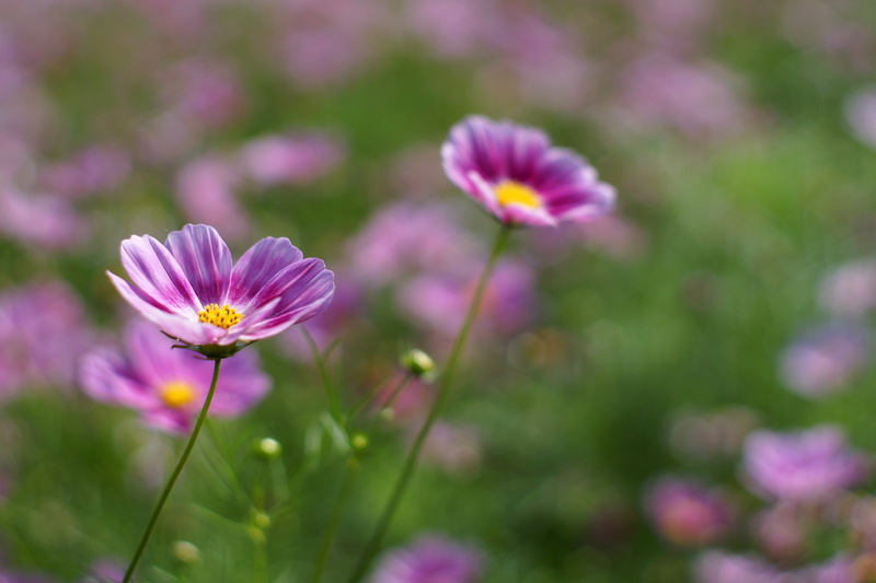 5K, petaled, meadow, Cosmos, outdoors, pink, Takumar, flower, nature, beauty In Nature, summer, cosmos Flower, plant, F1.4, Have you never been mellow