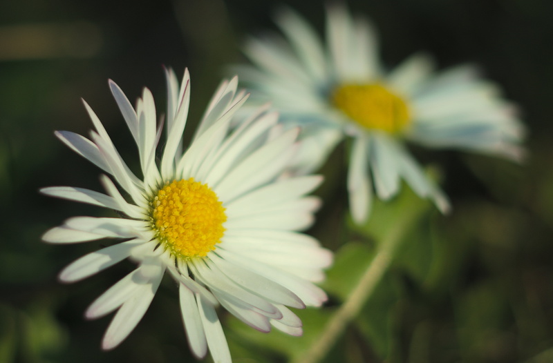 white, close-up, two, smc, plant, green Color, 4K, outdoors, daisies, nature, summer, flower, P-K, meadow, petal, two  two, daisy, F2