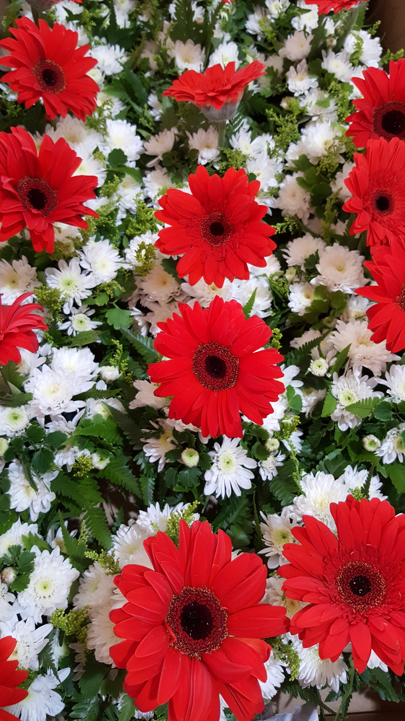 decorative, gazania, backdrop, flower head, colourful, full frame, daisy, outdoors, decoration, season, flower, inflorescence, flowering plant, garden