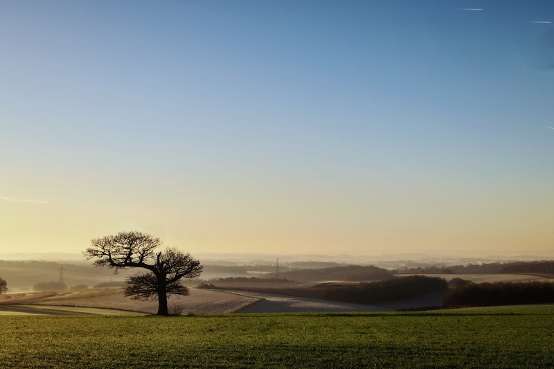 land, trees, english, tranquil scene, lonely, copy space, tree, alone, countryside, watership down, 2K, nature, no people, field, silouette, landscape