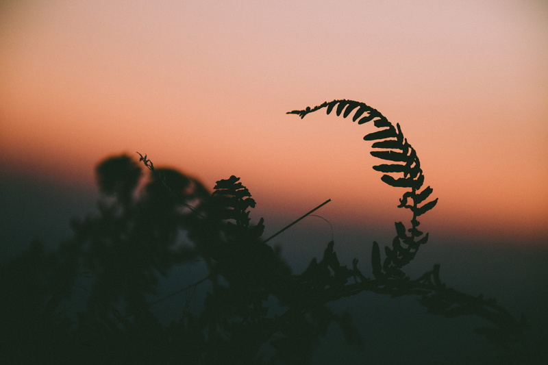 vertebrate, tranquil scene, wild life, close, animal, sunset, herbivorous, animal themes, leaves, tranquility, tree, orange color, photo, sky, one animal