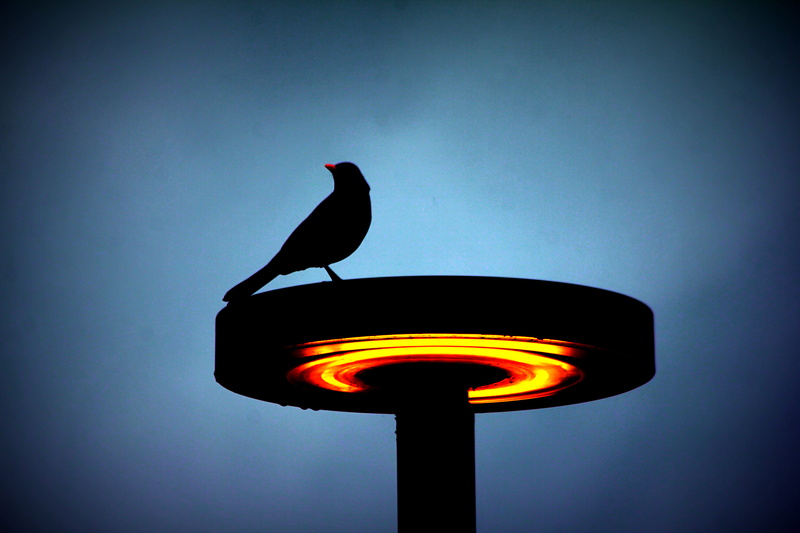 vignette, shadows, one animal, electric lamp, auckland, new zealand, glow, low angle view, no people, street, street light, illuminated, lighting equipment