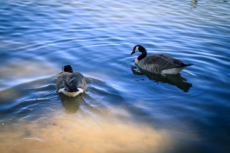 group of animals, lake, two animals, 4K, animals in the wild, bird, animal, high angle view, waterfront, no people, duck, outdoors, nature, animal themes