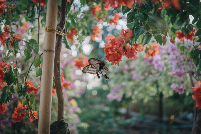 entomology, colors, daytime, flower garden, invertebrate, vulnerability, animal wing, outdoors, preaching, one animal, little, flowers, plant, petal, freshness