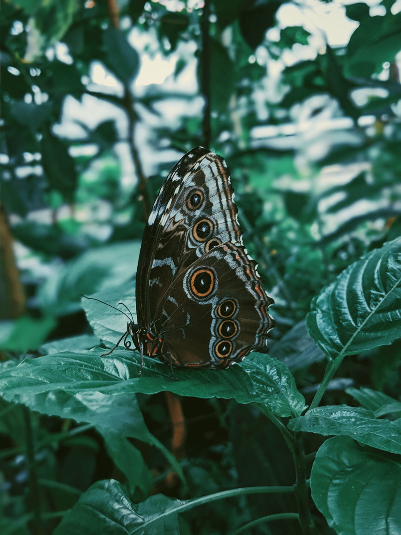 day, growth, animal wing, butterfly, entomology, pottery, flora, leaves, fauna, jungle, wildlife, focus on foreground, snake, animal wildlife, preach, no people