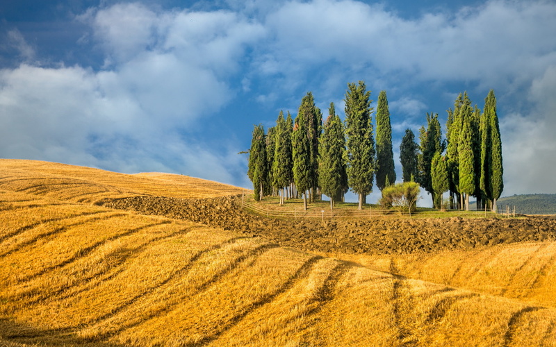 arboles, nature, 2K, rural scene, land, scenics - nature, farm, outdoors, tranquility, environment, plant, agriculture, cloud - sky, landscape, sky, growth