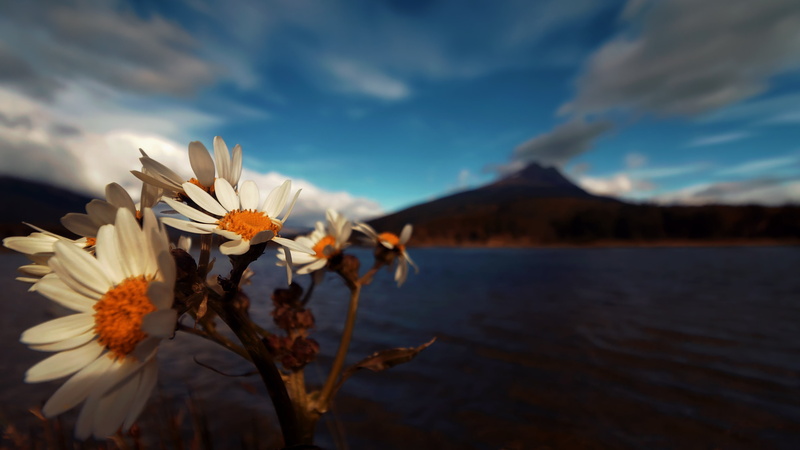 blurred, wildflower, argentina, white flowers, landscape, 4K, mountain, flower, tierra del fuego national park, blurry, sky, nation park