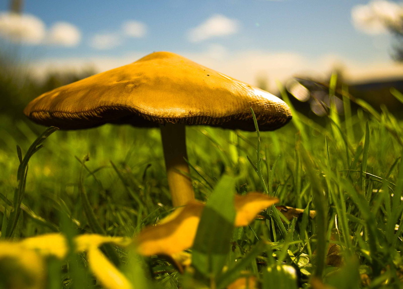 daylight, grass, mushroom, tierra, autumn, outdoors, nature, shallow, olympus  e500, focus, fungus, BRAVO, shallow focus, close-up, plant, fl, 2K