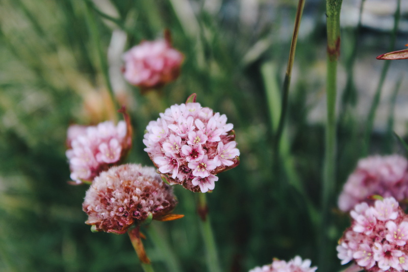 blur, inflorescence, outdoors, vulnerability, wildflower, close-up, mountain, day, wild, growth, flowering plant, freshness, argentina, herb, petal, patagonia