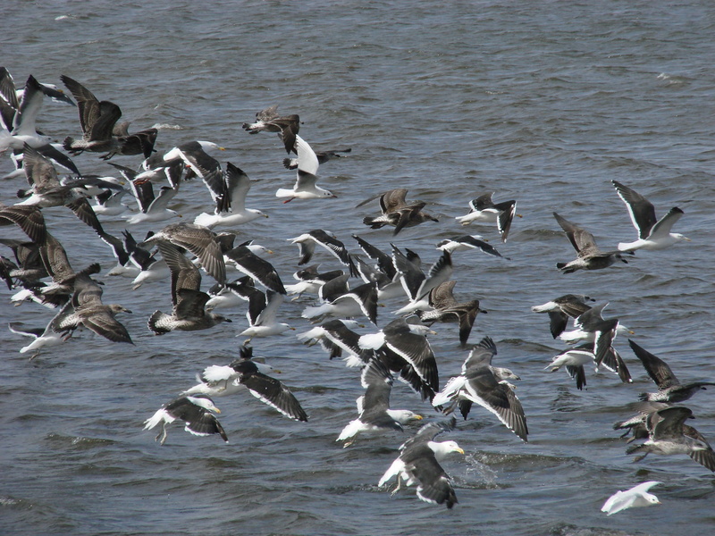 group of animals, flapping, no people, Patagonia, bird, day, blue, animal wildlife, rest, nature, marine, flock of birds, mar, landscape, animals in the wild