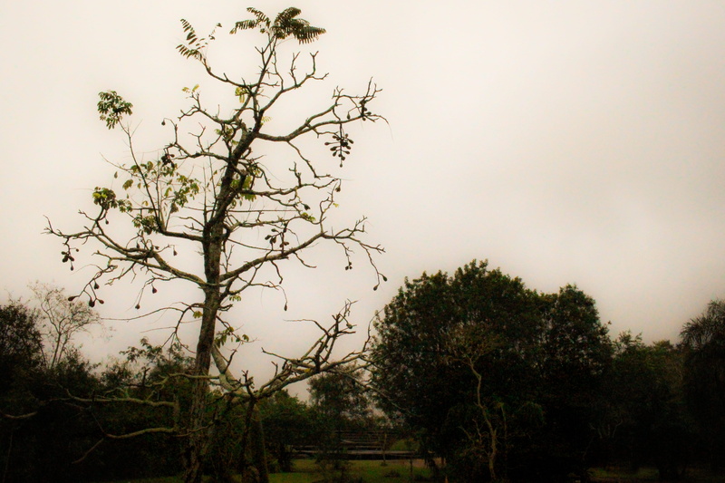 growth, park, tranquility, iguazu national park, no people, sky, iguazu, day, tierra, tree, scenics - nature, plant, environment, brasil, beauty in nature