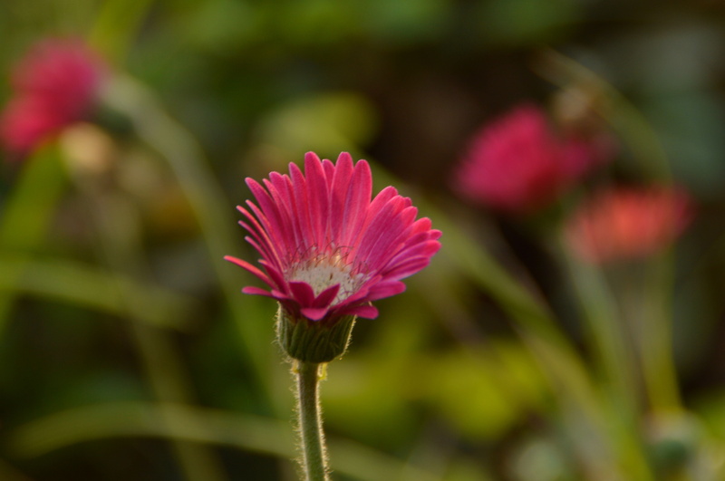 Tamron, dusk, Nature, D3200, unlimited, macro, light, flower, HD, Sunset, backlight, Valentines Day, 4K