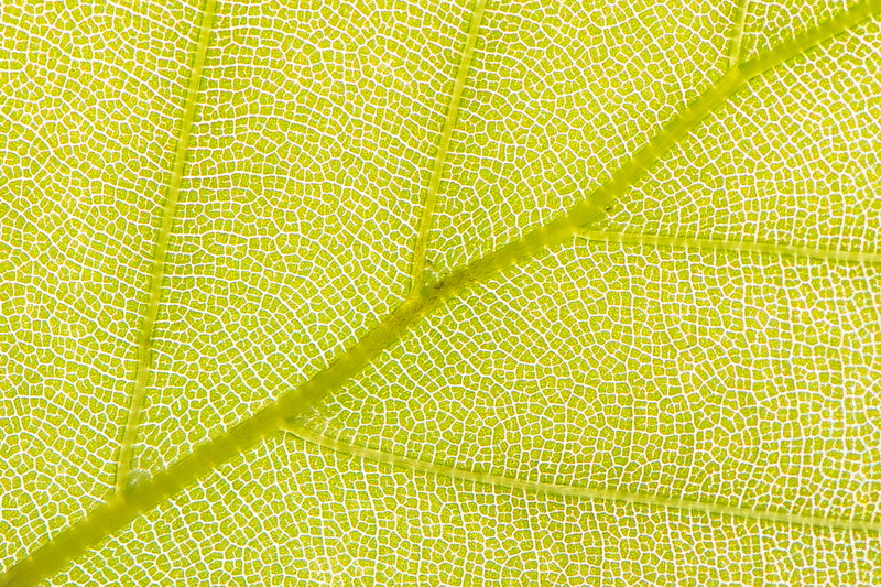 grün, green, textile, pattern, light, backlight, macro, Makro, close-up, life, texture, plant, leaf, nature, spring, freshness, yellow, macro photography