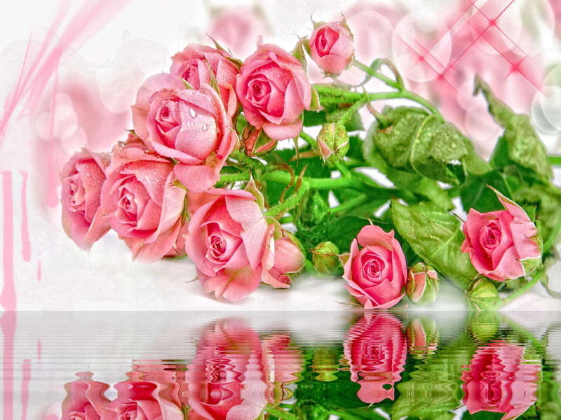 nature, nice, beautiful, reflection, 1080P, lovely, delicate, pretty, roses, harmony, 3d and abs, leaves, pink