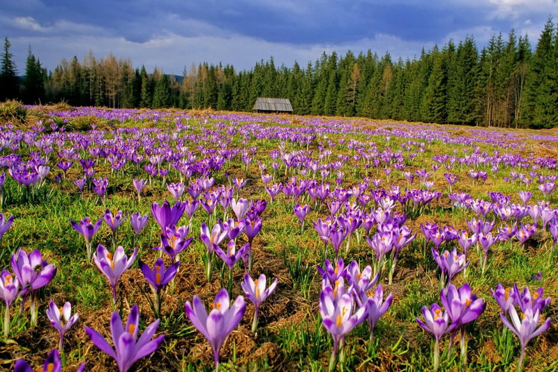 colourful, valley, pine trees, beautiful, crocuses, 3d and abs, 1080P, blue sky, flowers, country house, field
