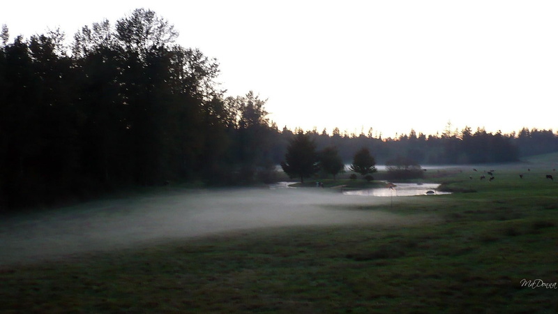 autumn, northwest, firefox persona, fog, 1080P, pasture, pond, conical, washington, farm, cattle, field, sunset, 3d and ab, fall, trees, tree, green