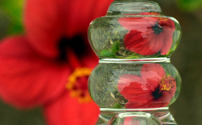 beautiful, close-up, 5K, glass - material, reflection, hibiscus, glass, diffraction, focus on foreground, mallow, prism, red, double, animal themes, indoors
