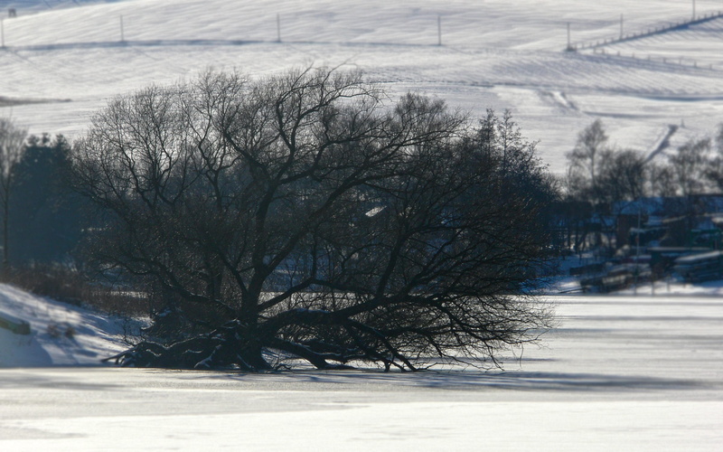 beauty in nature, covering, Frozen, transportation, plant, Snow, gloomy, beautiful, cold temperature, Tree, day, snowing, no people, tree trunks, lake