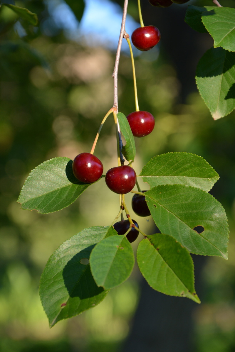 freshness, garden, day, healthy lifestyle, green color, fruit, beauty in nature, food, leaf, background, product photo, nature, cherry tree, focus on foreground