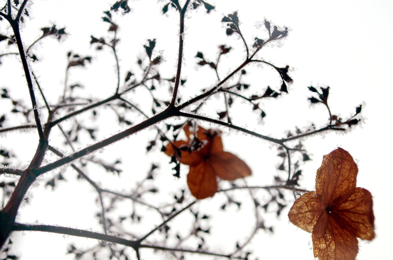 focus on foreground, no people, leaf, Nature, minus, fragility, cold temperature, plant part, Frost, branch, plant, low angle view, 1080P, change, background