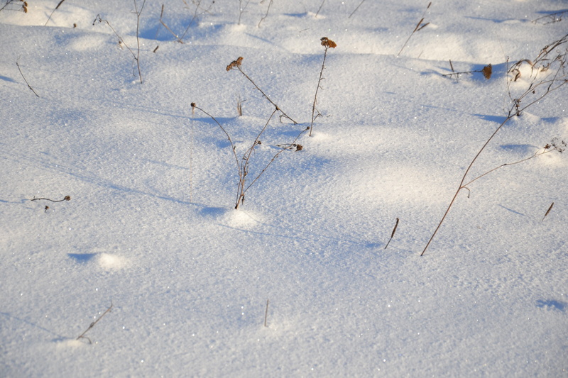 Field, frozen, cold temperature, no people, Landscape, scenics - nature, white, crystals, cold, tinsel, minus, winter background, day, 4K, Nature, white color