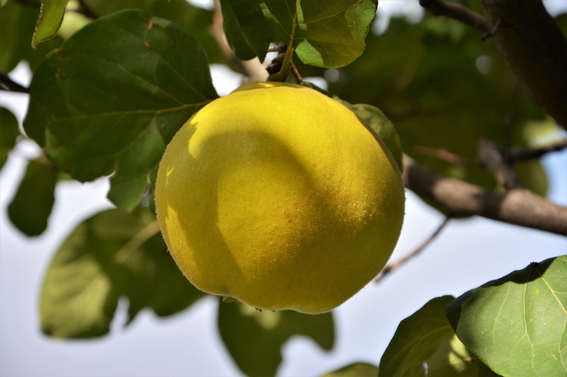 food, fruit garden, detail shots, autumn, ripe, healthy lifestyle, yellow, detail, fruit, macro, green, fruit tree, sweet, branch, quince, plant part, growth