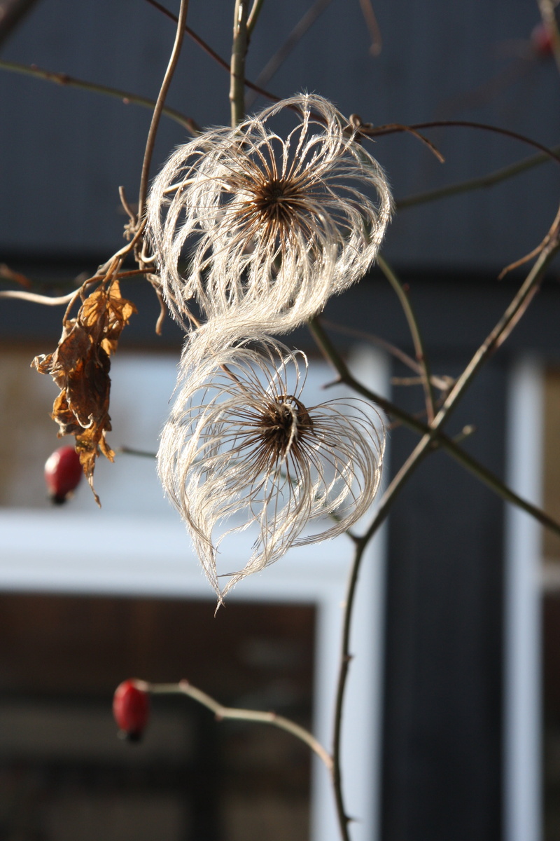 wilted plant, minus, outdoors, food and drink, beauty in nature, flowering plant, no people, winter day, focus on foreground, 4K, close-up, selective focus