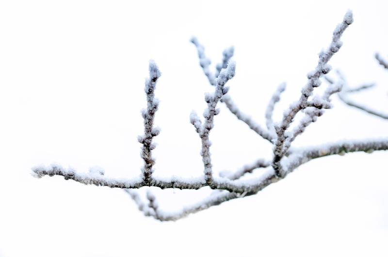 beauty in nature, gorgeous bloom, frozen, close-up, winter, frost, ice, focus on foreground, twig, nature, background, branches, covered, tranquility, powder snow