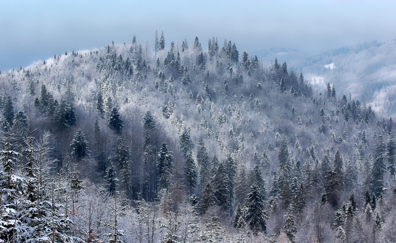 snowcapped mountain, plant, biel, field, coniferous tree, nature, fir Tree, woodland, the charm of the, cold - Temperature, frost, pine woodland, glacial
