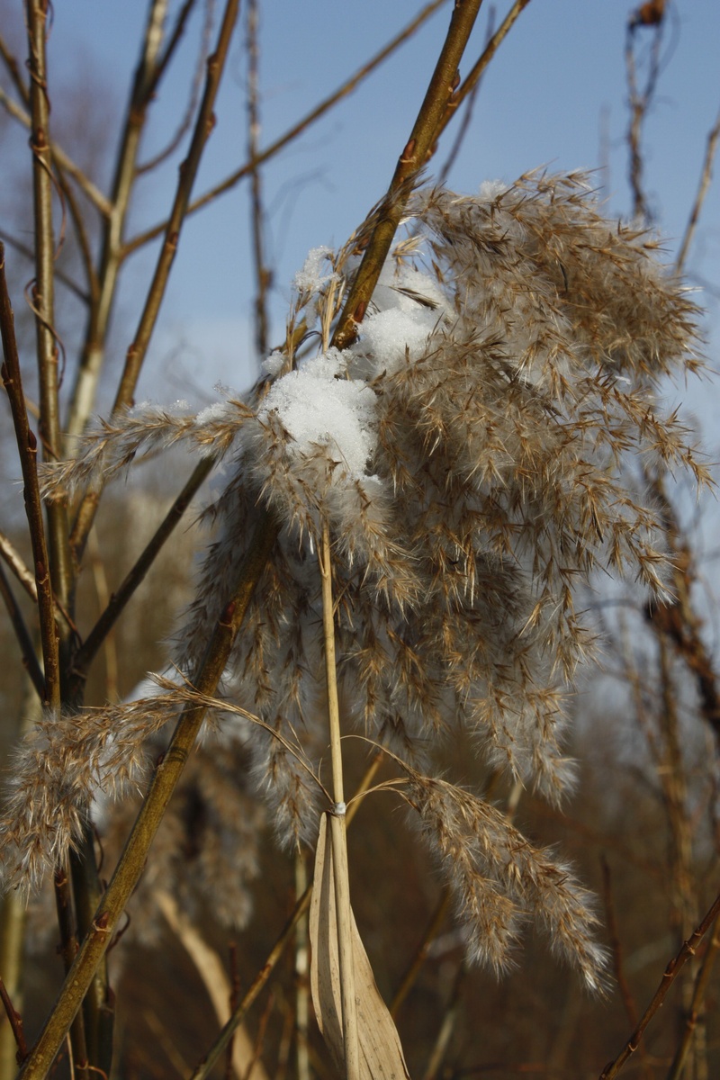 tree, minus degrees, snow, dead plant, growth, softness, tranquility, dead, reeds, dry, cold temperature, day, beauty in nature, frost, sunlight, ice, winter