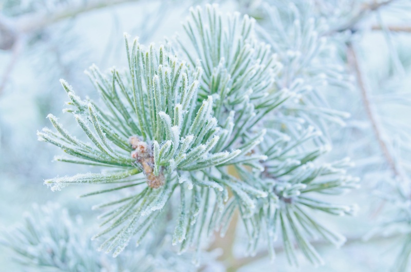 background, christmas, green color, winter, fir tree, cold - Temperature, covered, pinaceae, 1080P, needle, snow, season, cold temperature, december, macro