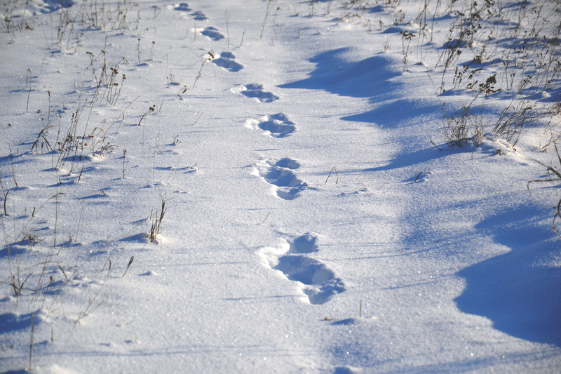 daytime, snowdrifts, snowflakes, nature, field, outdoors, footprints, environment, powder snow, white color, animal tracks, high angle view, no people