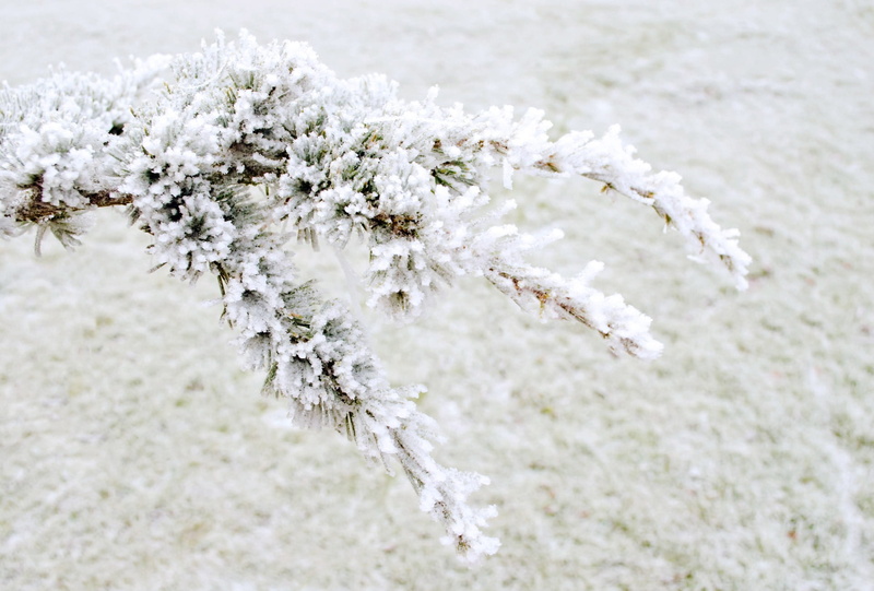 tree, freshness, vulnerability, Nature, Macro, Snow, blossom, minus, 1080P, ice, cold temperature, white color, pine, cherry blossom, springtime, branch