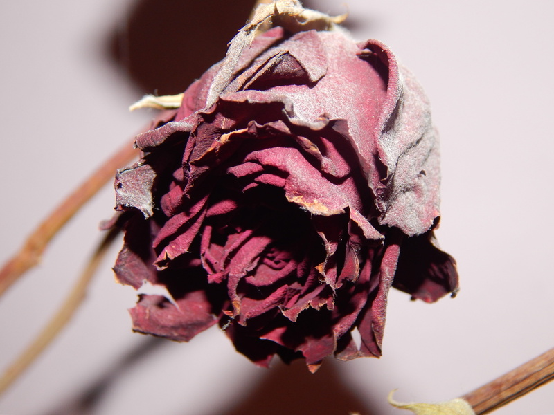 flower head, 4K, freshness, rose - flower, inflorescence, dried, petal, dry, flowering plant, focus on foreground, the attempt, nature, red, beauty in nature