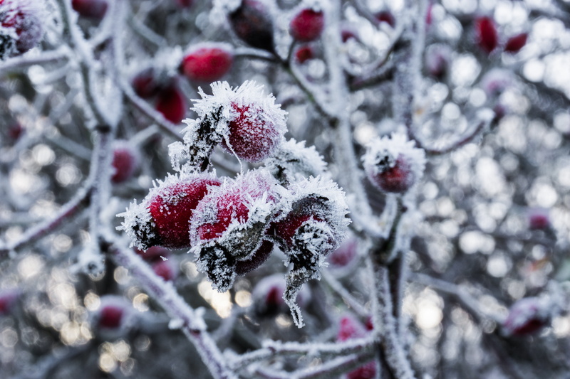 forest, fruit, day, surface, snow magic, hoarfrost, crystals, ice, beauty in nature, outdoors, plant, icy, landscape, icicle, no people, snowy, food and drink