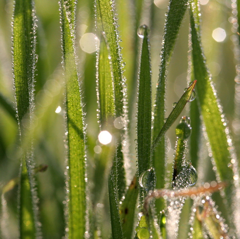 lush, wet, macro, leaf, garden, photo, untitled, verdure, refraction, sunlit, grass, transparent, close-up, nature, drops, 1080P, springtime, shadows