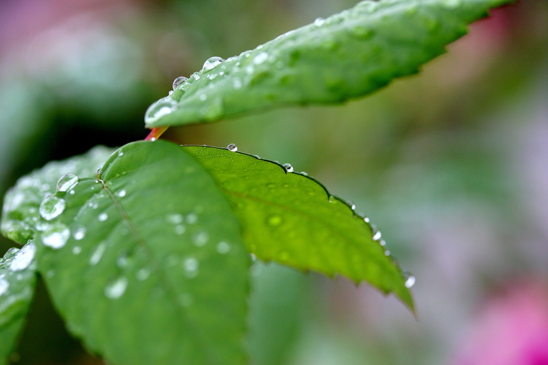 leaf, environment, dew, freshness, bokeh, blurred, photo, 2K, green, wet, jenny, plant, raindrop, brightly, nature, rain, drop, leaves, green Color, pics