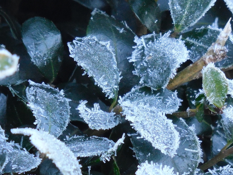 no people, beauty in nature, nature, season, cold, plant, white, fragility, growth, frost, extreme weather, weather, bright, leaves, cold - Temperature