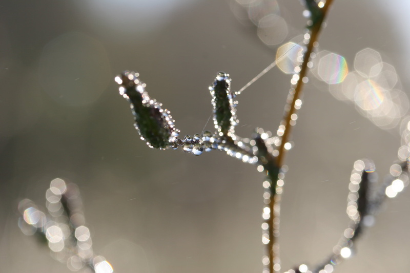 web, drop, spider Web, sphere, flower, wet, photography, bokeh, refraction, dew, macro, weeds, delicate, precipitation, dews, nature, blur, photo, spider
