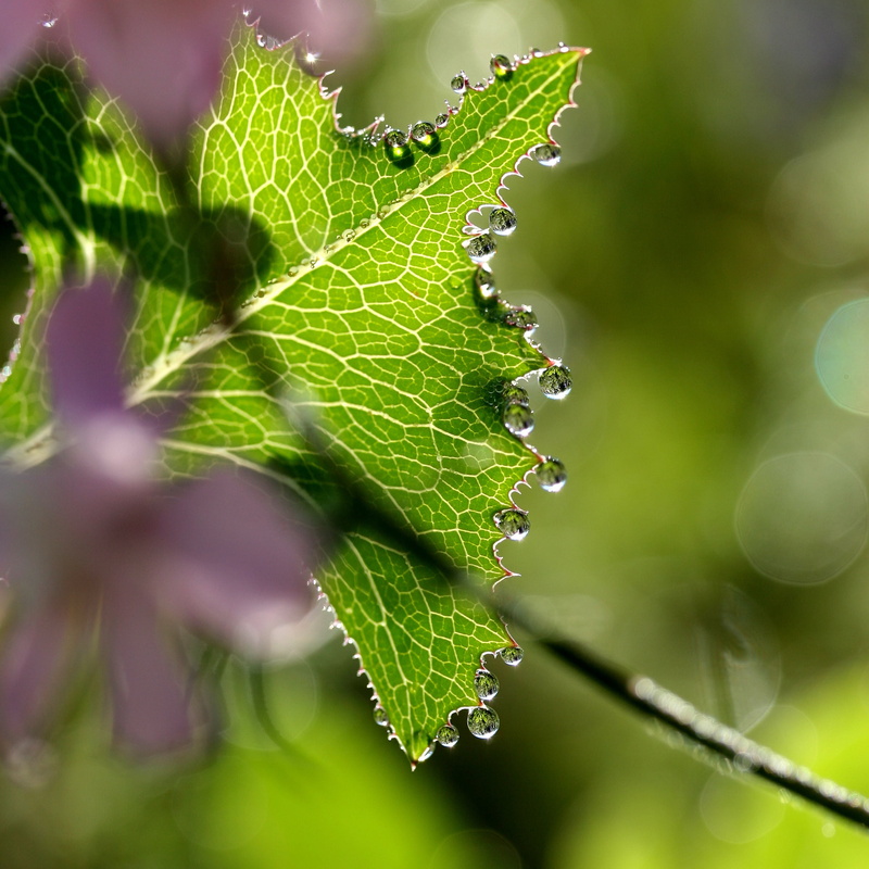photo, weed, sparkle, close-up photography, garden, france, bokeh, water droplets, delicate, backlit, refraction, veins, flower, green, dew, leaf, green Color