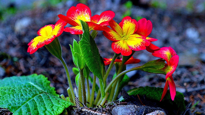 flower, primula, plant, primrose, spring, primula vulgaris, flora, 1080P, petal
