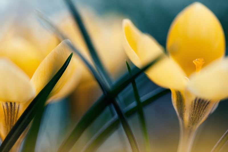 bright, macro, multi Colored, growth, freshness, no People, backgrounds, nature, grass, day, vulnerability, flowerbed, vibrant Color, plant, selective focus