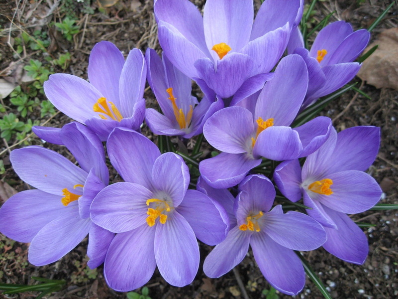 multi Colored, blossom, plant, pink Color, flowering plant, vulnerability, focus on foreground, flower Head, petaled, crocuses, flowerbed, iris, flower