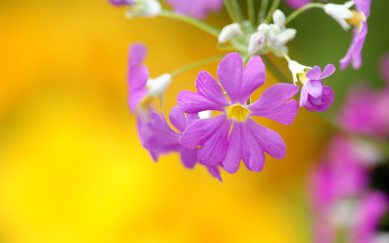 vulnerability, pollen, primrose, petal, close-up, freshness, beauty, selective focus, outdoors, focus on foreground, summer, flowers, plant