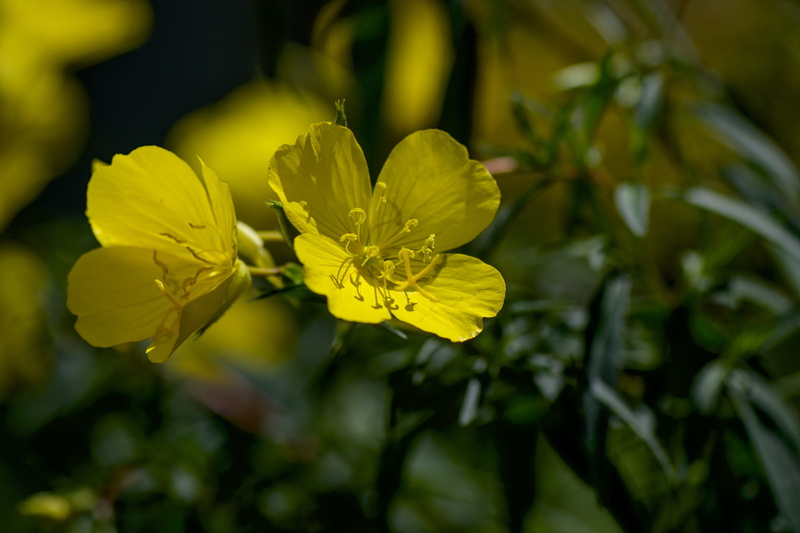 beauty in nature, fragility, lemon, flowering plant, focus on foreground, yellow, selective focus, day, 4K, pink evening primrose, wild plant, close-up