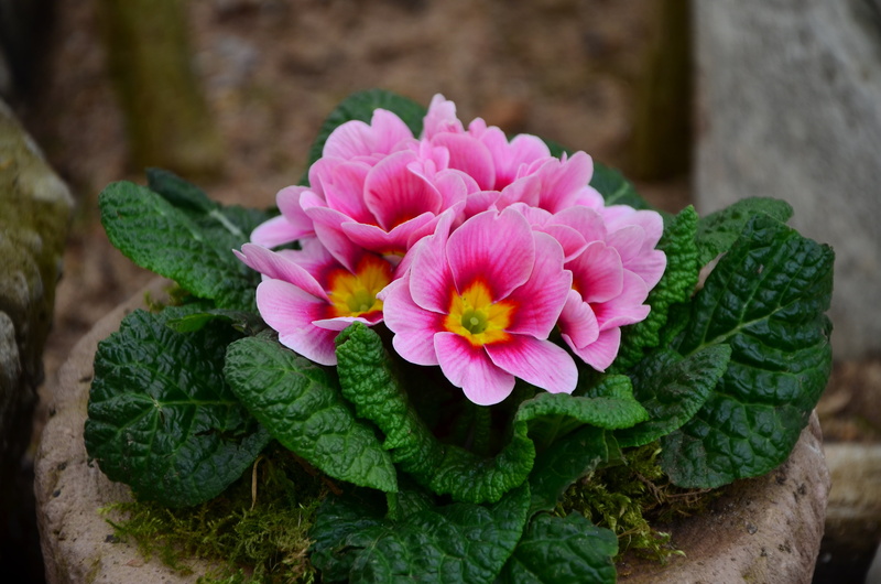 plant, spring, flowering plant, freshness, close-up, fragility, beauty in nature, primrose, vulnerability, pink Color, no people, focus on foreground, nature