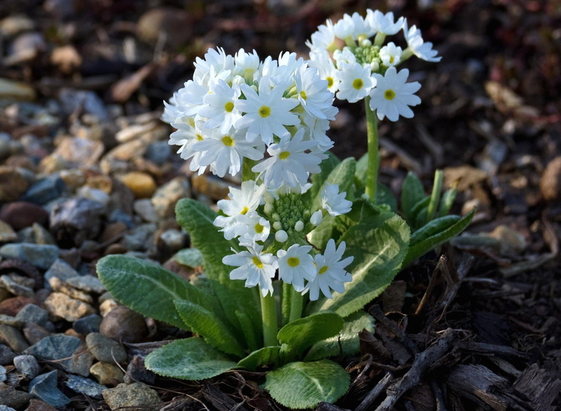primrose, white, nature, nature and landscapes, flowers, 1080P