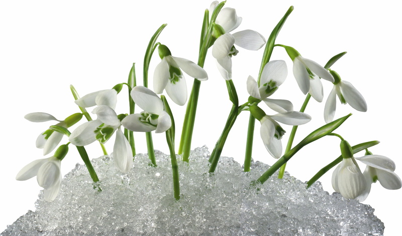 plant part, growth, beauty In Nature, isolated On White, flower Head, flowering plant, botany, vulnerability, flowers, indoors, green Color, isolated, petal