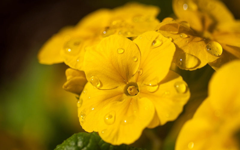 drop, flowering plant, bright, close-up, no People, rain, flowerbed, springtime, flower, flowers, green Color, flower Head, purity, backgrounds, season