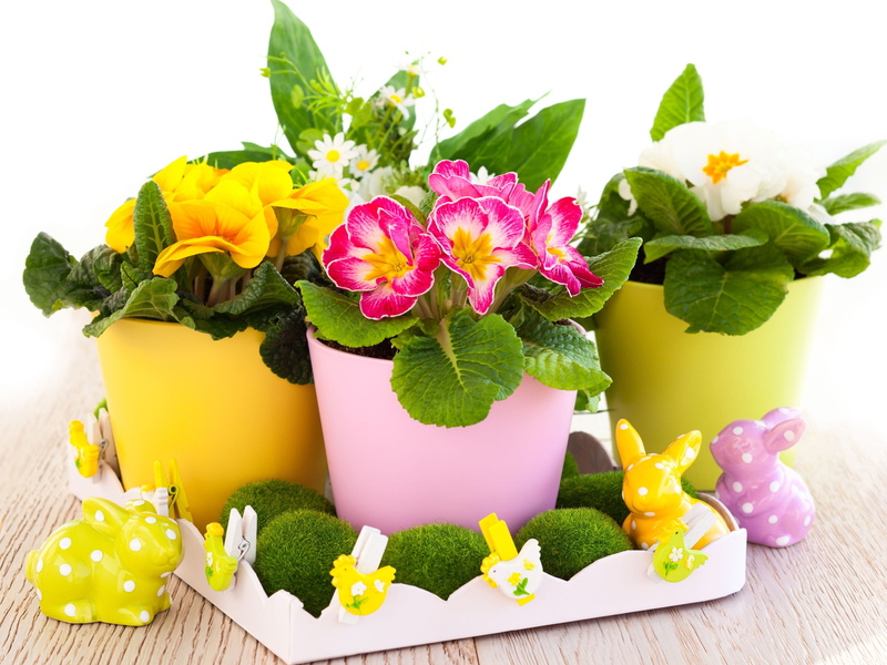 Easter, 2K, Flowers, Primrose